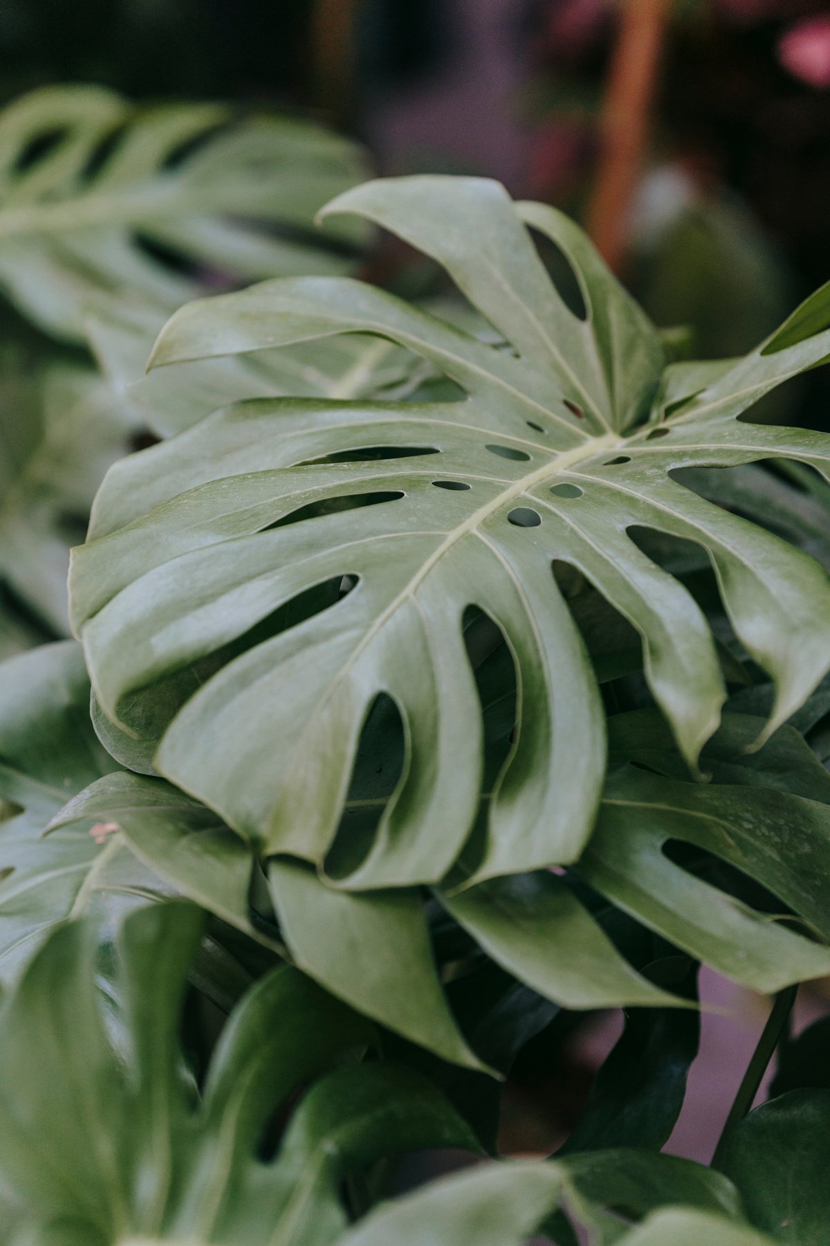 Monstera with large green leaves growing in daytime